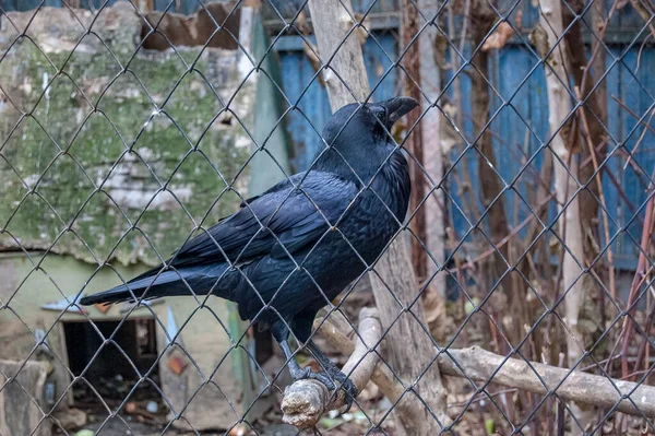 Siyah karga kafeste, yakın plan.