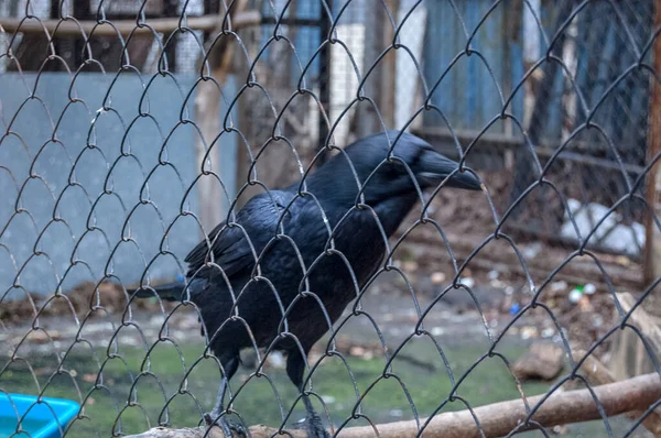 Corbeau Noir Corbeau Dans Cage Gros Plan — Photo