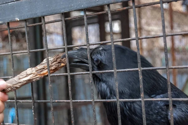 Siyah karga kafeste, yakın plan.