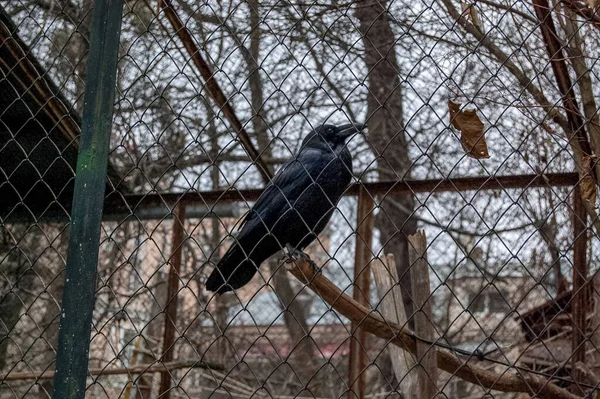 Cuervo Negro Cuervo Jaula Cerca — Foto de Stock