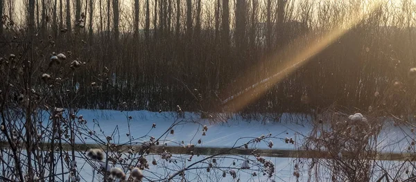 Vinter Solnedgång Snö Och Skog Landskap Sammansättning — Stockfoto