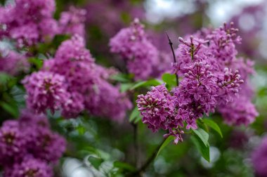 parlak renkli çiçek makro yakın plan kompozisyonu