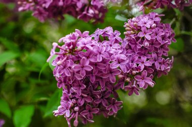 parlak renkli çiçek makro yakın plan kompozisyonu