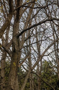 Parkta ağaçlar ve çalılar Doğa manzarası