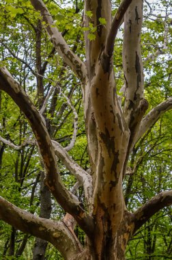 Parkta ağaçlar ve çalılar Doğa manzarası