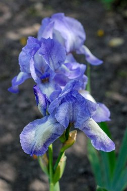 parlak renkli çiçek makro yakın plan kompozisyonu