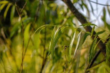 yeşil bitkiler yakın çekim bileşimi vejitasyonu