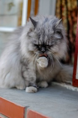 Evcil kedi kompozisyonunun yakın plan portresi