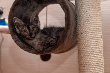 Evcil kedi kompozisyonunun yakın plan portresi