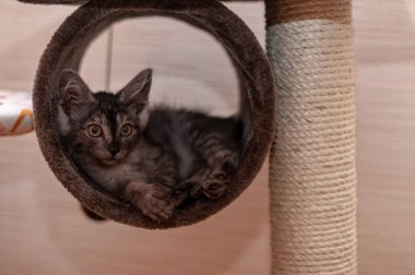 Evcil kedi kompozisyonunun yakın plan portresi