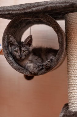 Evcil kedi kompozisyonunun yakın plan portresi