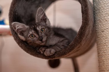 Evcil kedi kompozisyonunun yakın plan portresi