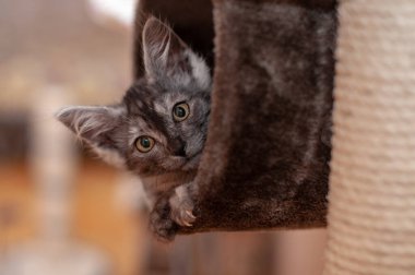 Evcil kedi kompozisyonunun yakın plan portresi