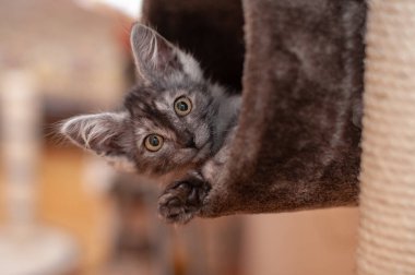 Evcil kedi kompozisyonunun yakın plan portresi