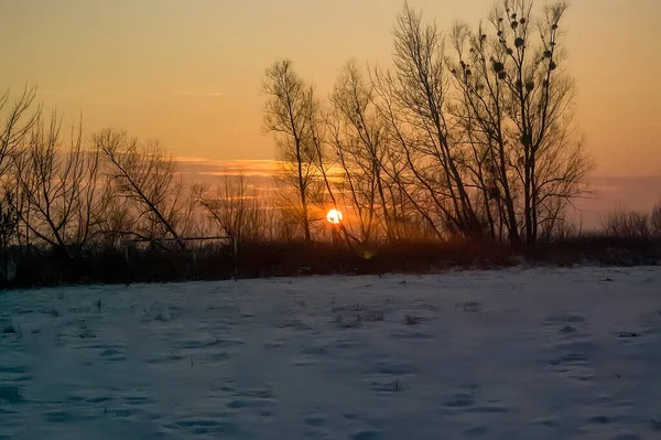 Zimowy Zachód Słońca Śnieg Leśny Krajobraz — Zdjęcie stockowe