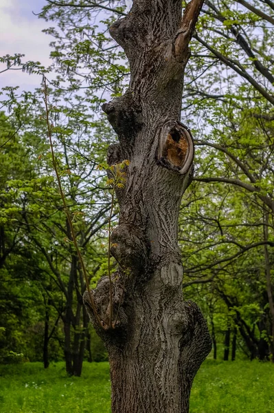 Δέντρα Και Θάμνοι Στο Πάρκο Θέα Στη Φύση Τοπίο — Φωτογραφία Αρχείου