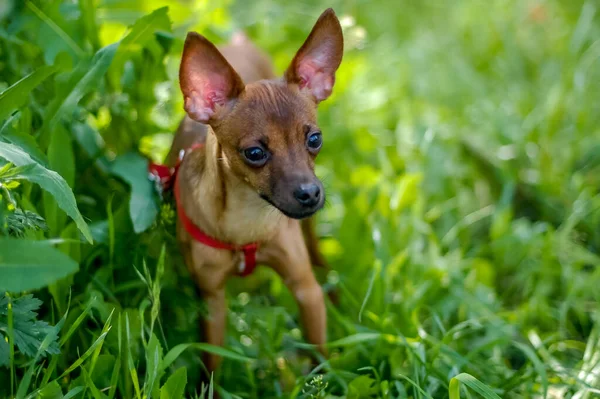 Portret Van Een Hond Met Achtergrond Close — Stockfoto