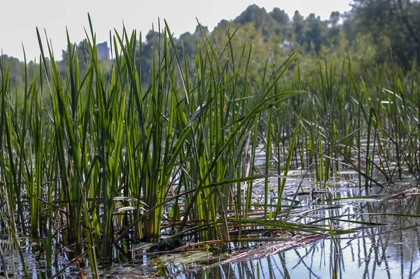 Nehir ağaçları ve gökyüzü manzarası