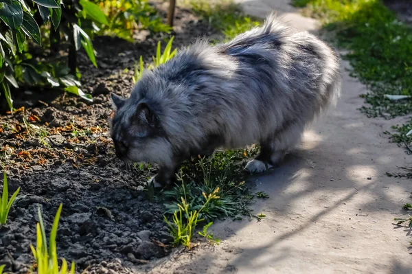 Evcil Kedi Kompozisyonunun Yakın Plan Portresi — Stok fotoğraf