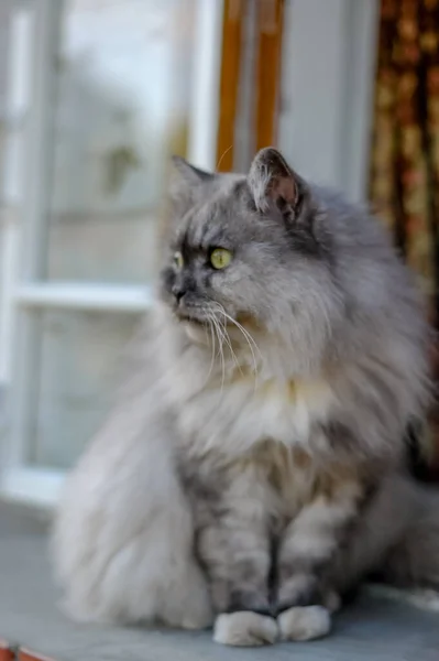 Γκρο Πλαν Πορτρέτο Οικιακής Σύνθεσης Γάτας — Φωτογραφία Αρχείου