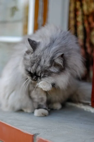 Retrato Cerca Composición Doméstica Del Gato — Foto de Stock