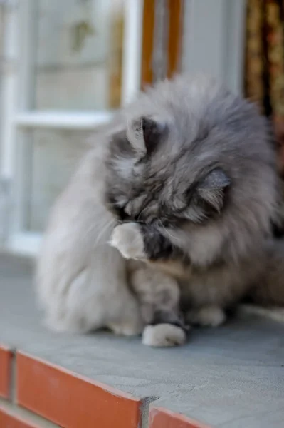 Close Portrait Domestic Cat Composition — Stock Photo, Image