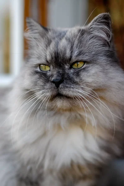 Крупним Планом Портрет Домашньої Кішки — стокове фото