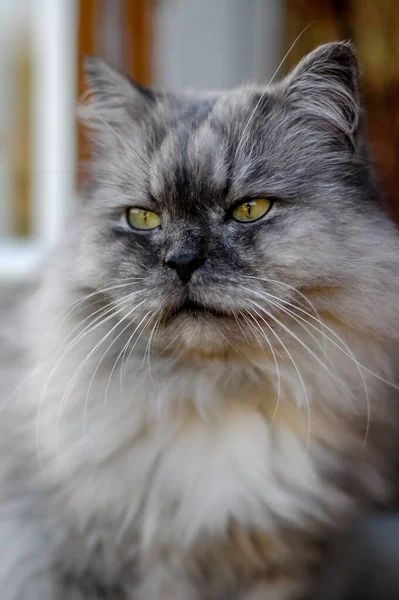 Close Portrait Domestic Cat Composition — Stock Photo, Image