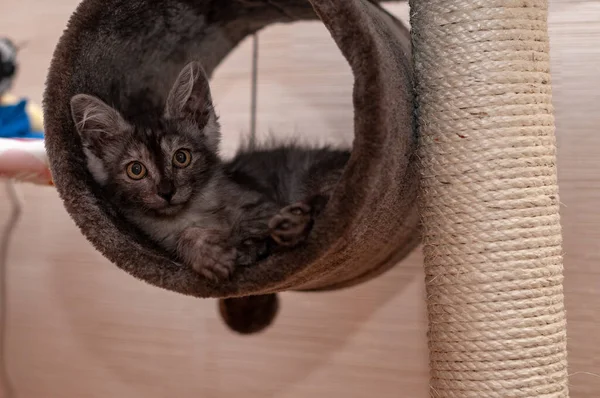 Evcil kedi kompozisyonunun yakın plan portresi