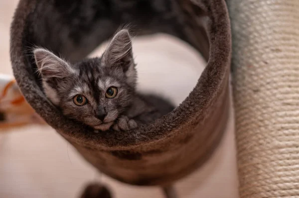 Nahaufnahme Porträt Der Hauskatze Komposition — Stockfoto