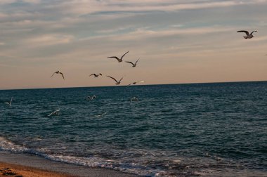 Deniz manzarası yakınında uçan ve yürüyen martılar