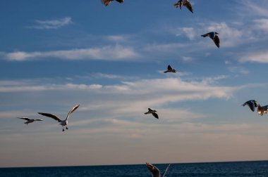 Deniz manzarası yakınında uçan ve yürüyen martılar