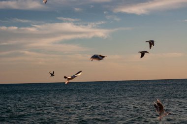Deniz manzarası yakınında uçan ve yürüyen martılar