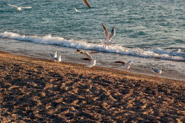 Deniz manzarası yakınında uçan ve yürüyen martılar