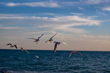 Deniz kenarında uçan martılar, kumsal manzarası.