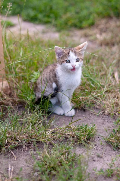 Portrait Gros Plan Chat Domestique — Photo