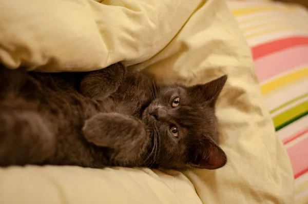 Close Portrait Domestic Cat — Stock Photo, Image