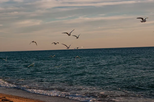 Fliegende Und Wandelnde Möwen Der Nähe Der Küstenlandschaft — Stockfoto