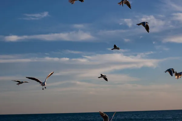 Fliegende Und Wandelnde Möwen Der Nähe Der Küstenlandschaft — Stockfoto