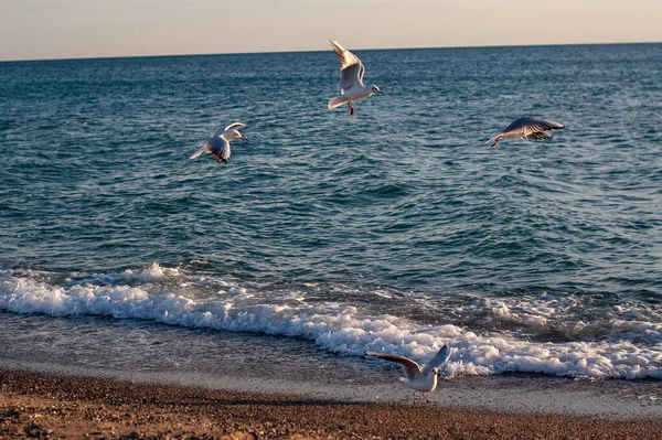 Fliegende Und Wandelnde Möwen Der Nähe Der Küstenlandschaft — Stockfoto