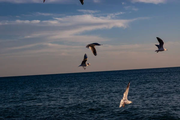 Flyvende Gående Måger Nær Havet Landskab - Stock-foto