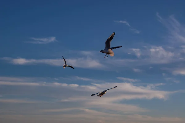 Fliegende Und Wandelnde Möwen Der Nähe Der Küstenlandschaft — Stockfoto