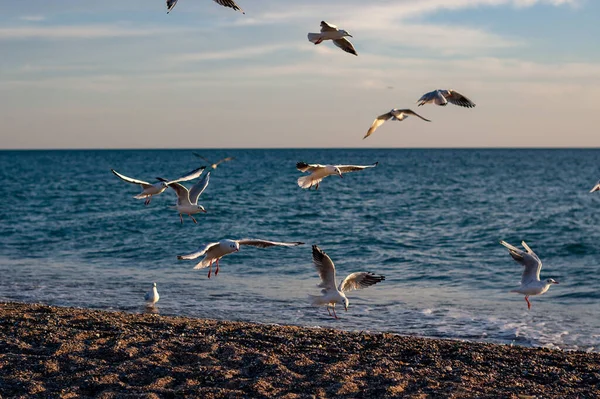 Fliegende Möwen Der Nähe Des Meeresseitigen Sandstrandes — Stockfoto