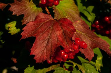 kırmızı viburnum çilek çalısı ve yaprak resmi