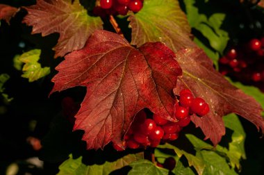 kırmızı viburnum çilek çalısı ve yaprak resmi