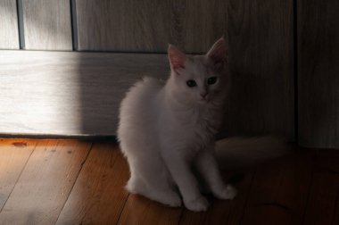 Beyaz kedi tahta zeminde oturuyor.