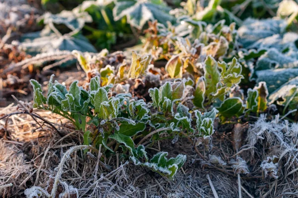 Groene Vorstbladeren Bedekt Met Vorstfoto — Stockfoto