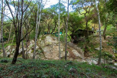 Greenery, grass, and nurture outside