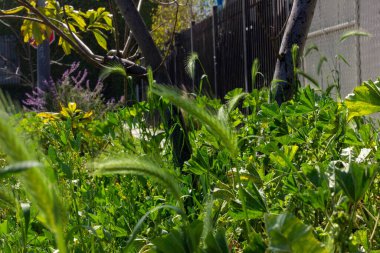 Greenery, grass, and nurture outside