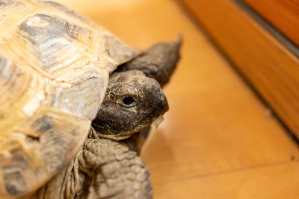 A tortoise eats green lettuce